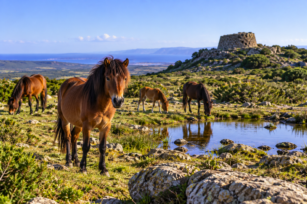 Wild Horses of the Giara: How to See Sardinia’s Famous Cavallini